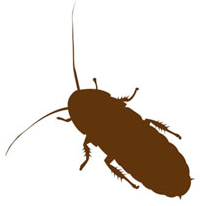 cockroach1